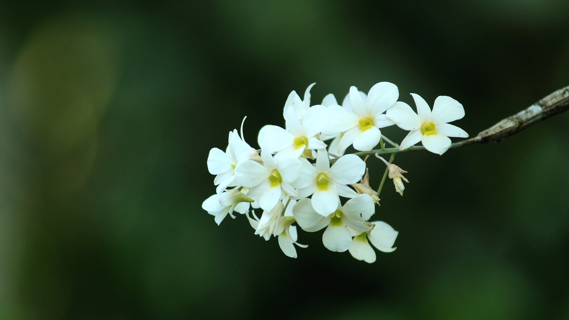 bg_image